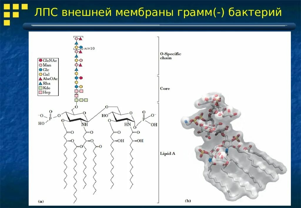 Грамм плюс грамм минус. Липополисахариды (LPS). Лпс наружной мембраны. Липополисахарид наружной мембраны. Структура липополисахарида грамотрицательных бактерий.