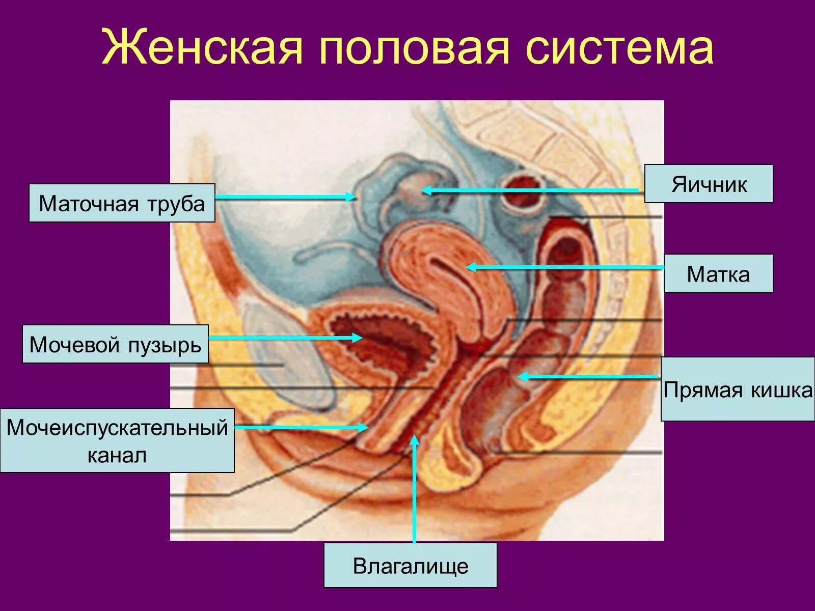 Биология женские органы. Женская половая система анатомия. Строение женской половой системы биология 8 класс. Строение человека половые органы. Определите органы женской половой системы:.