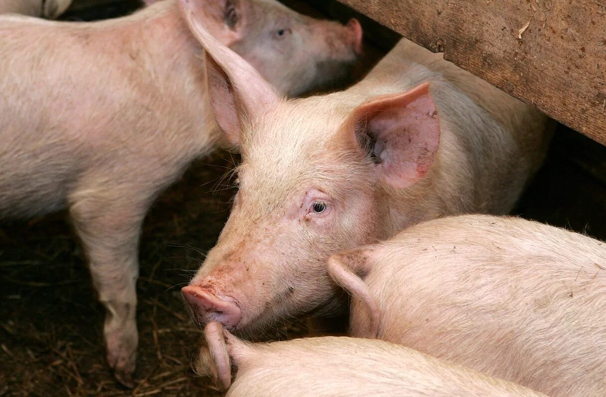 Ландрас (порода свиней). Литовская белая порода свиней. Латвийская белая порода свиней. Украинская Степная белая свинья. Степная свинья