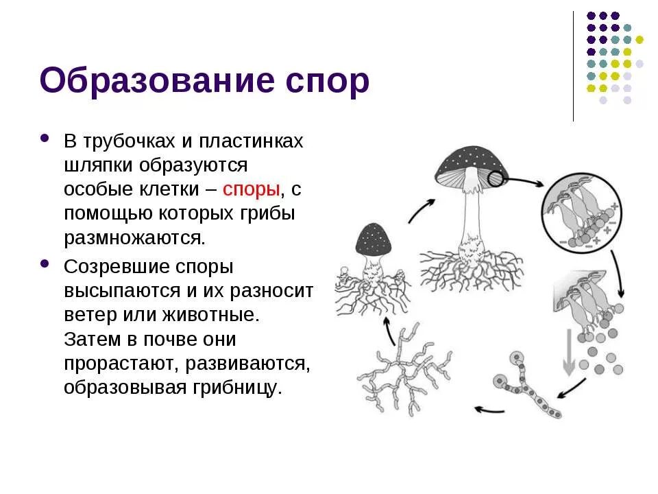 Где образуются грибы