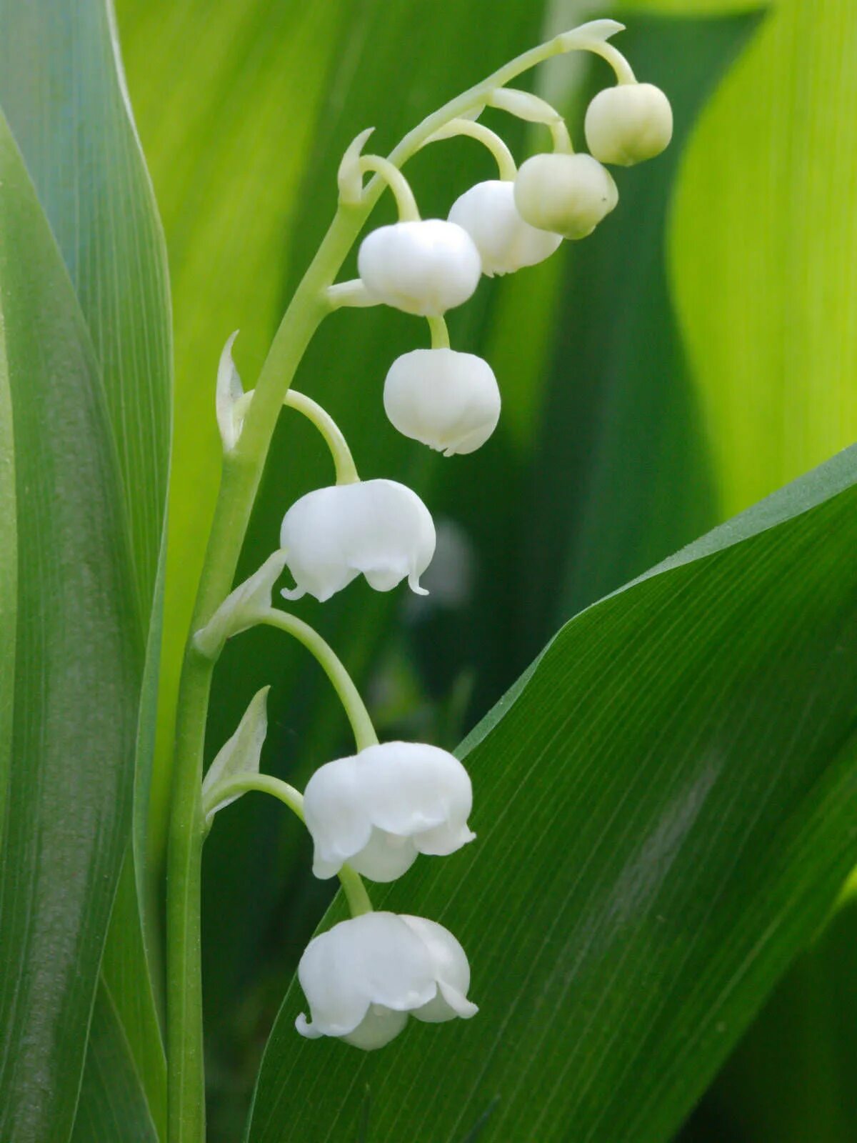 Картинки растений. Ландыш Майский. Ландыш Майский (Convallaria Majalis l.). Ландыш Майский Convallária Majális l.. КОНВАЛЛЯРИЯ майялис.