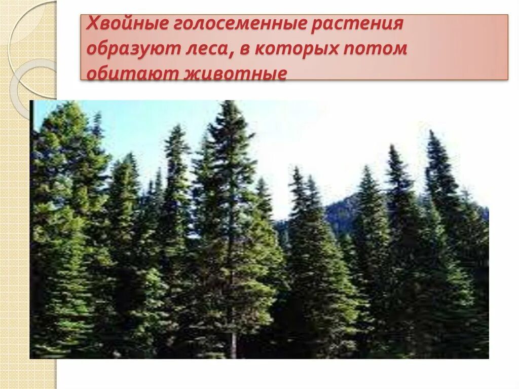 Какое значение хвойных. Хвойные растения в жизни человека. Хвойные Голосеменные растения. Роль хвойных в жизни человека. Голосеменные растения в природе.