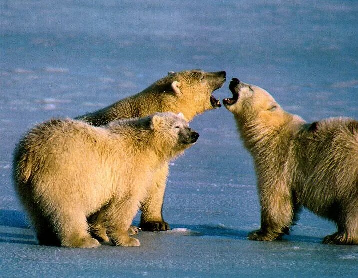 Animal communication. Общение животных между собой. Общение животных друг с другом. Коммуникация между животными. Соперничество между животными.