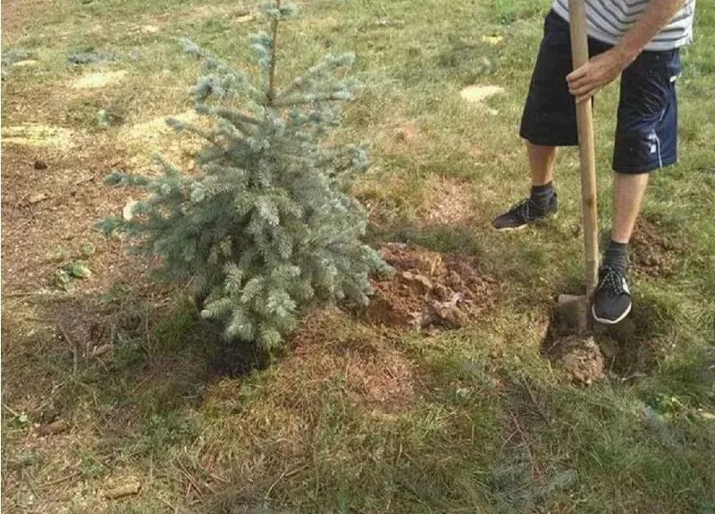 Условия посадки ели. Ель для посадки на дачном участке. посадка елочек. высадка елок. посадка елки на дачном участке.