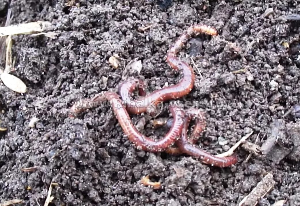 кольчатые черви дендробена. червь навозный для рыбалки. калифорнийский червь навозный червь. установить черви. черви земляные и дождевые.