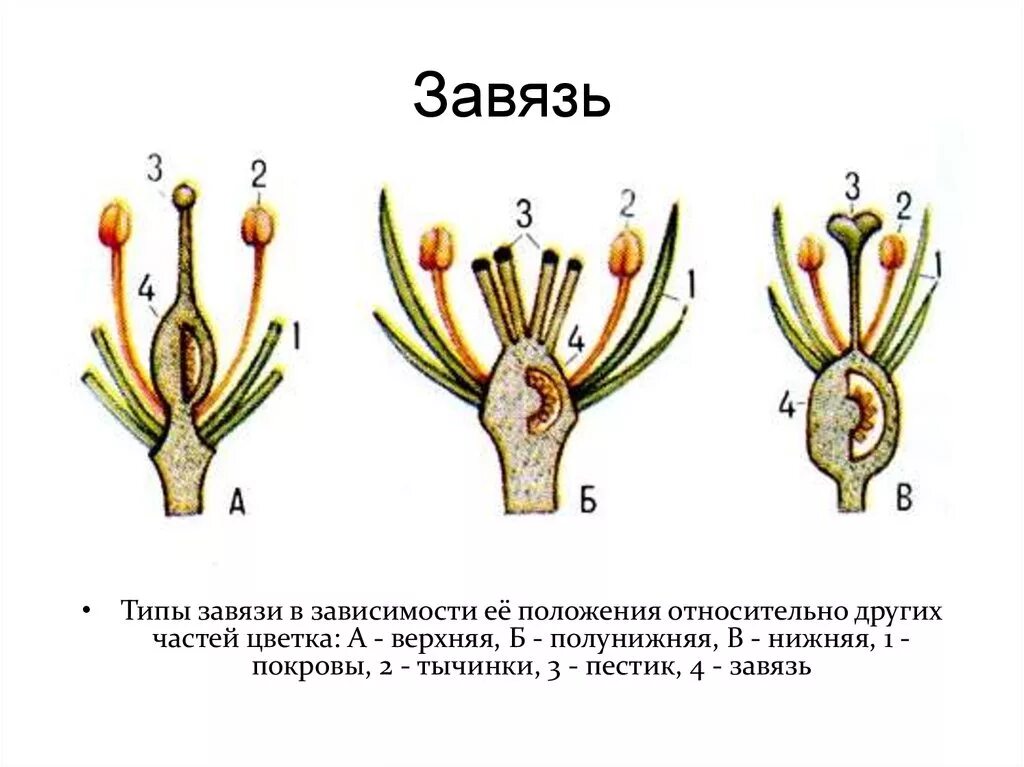 Функция пестика у цветка. Пестик растения нижняя завязь. Завязь покрытосеменных растений. Нижняя завязь пестика. Завязь пестика яблони.