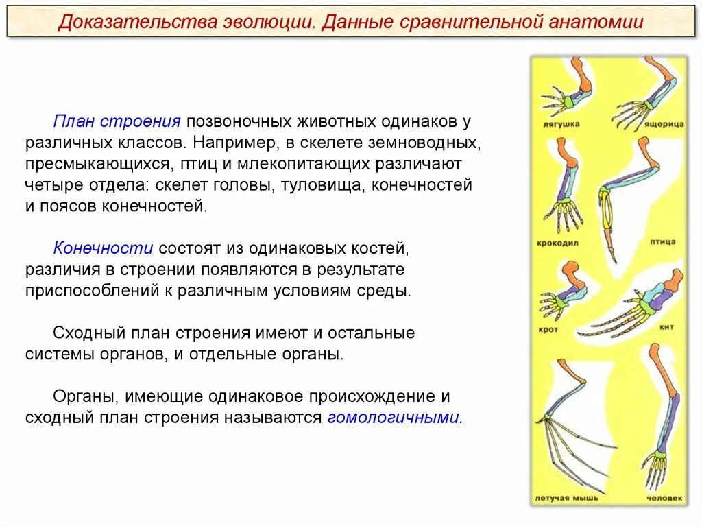 Расположение конечностей у млекопитающих. План строения скелета позвоночных. Конечности позвоночных животных. Эволюция конечностей позвоночных. Строение конечностей позвоночных.