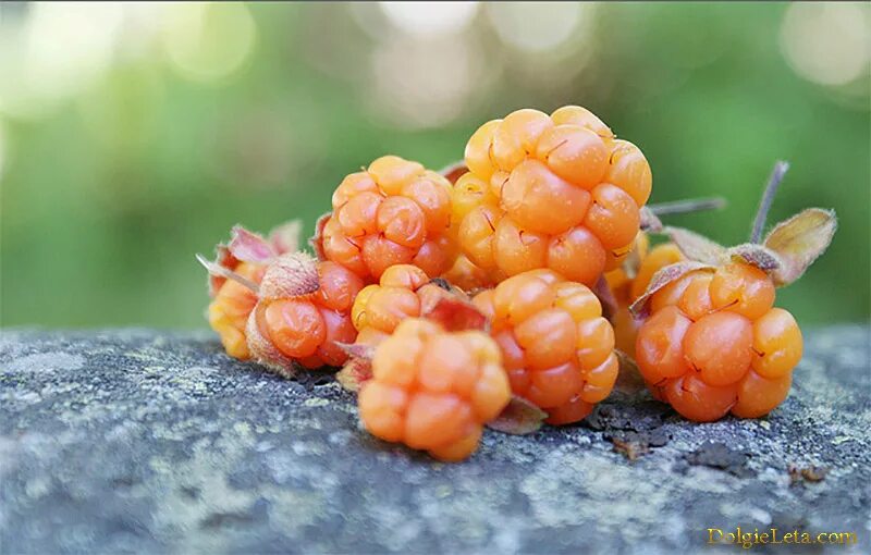 Cloudberry