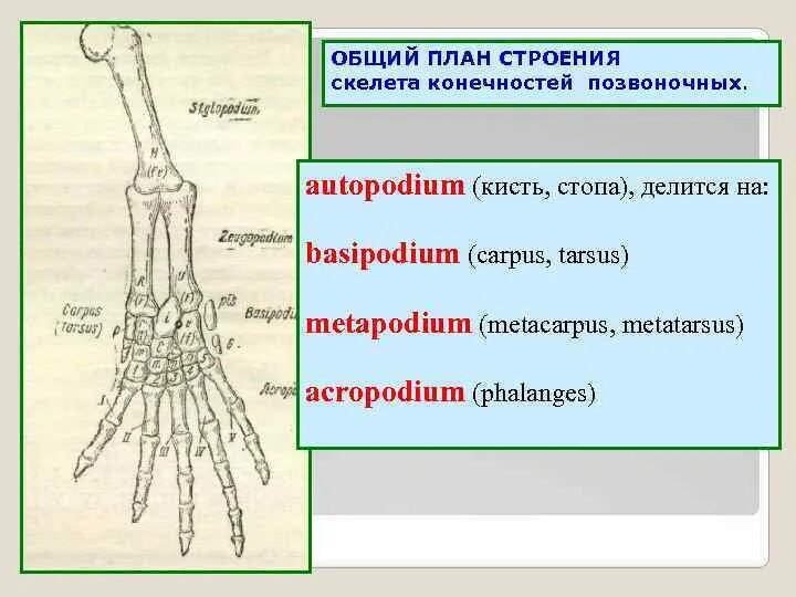 Общий план строения конечностей