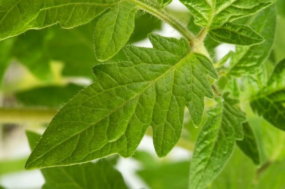 Tomato leaves