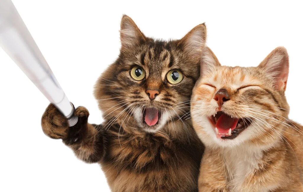 День кошек прикол. Прикольные коты. Смешной кот. Смешные картинки с котами. Кот селфи.