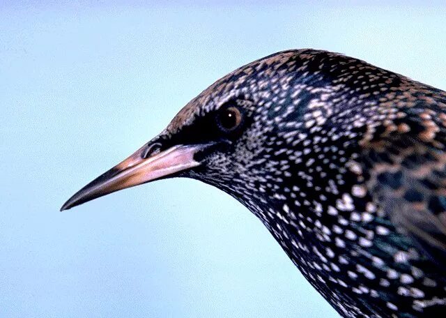 ласточковый скворец. обыкновенный скворец самка. скворец клюв. капский скворец. дрозд чёрный в крапинку.