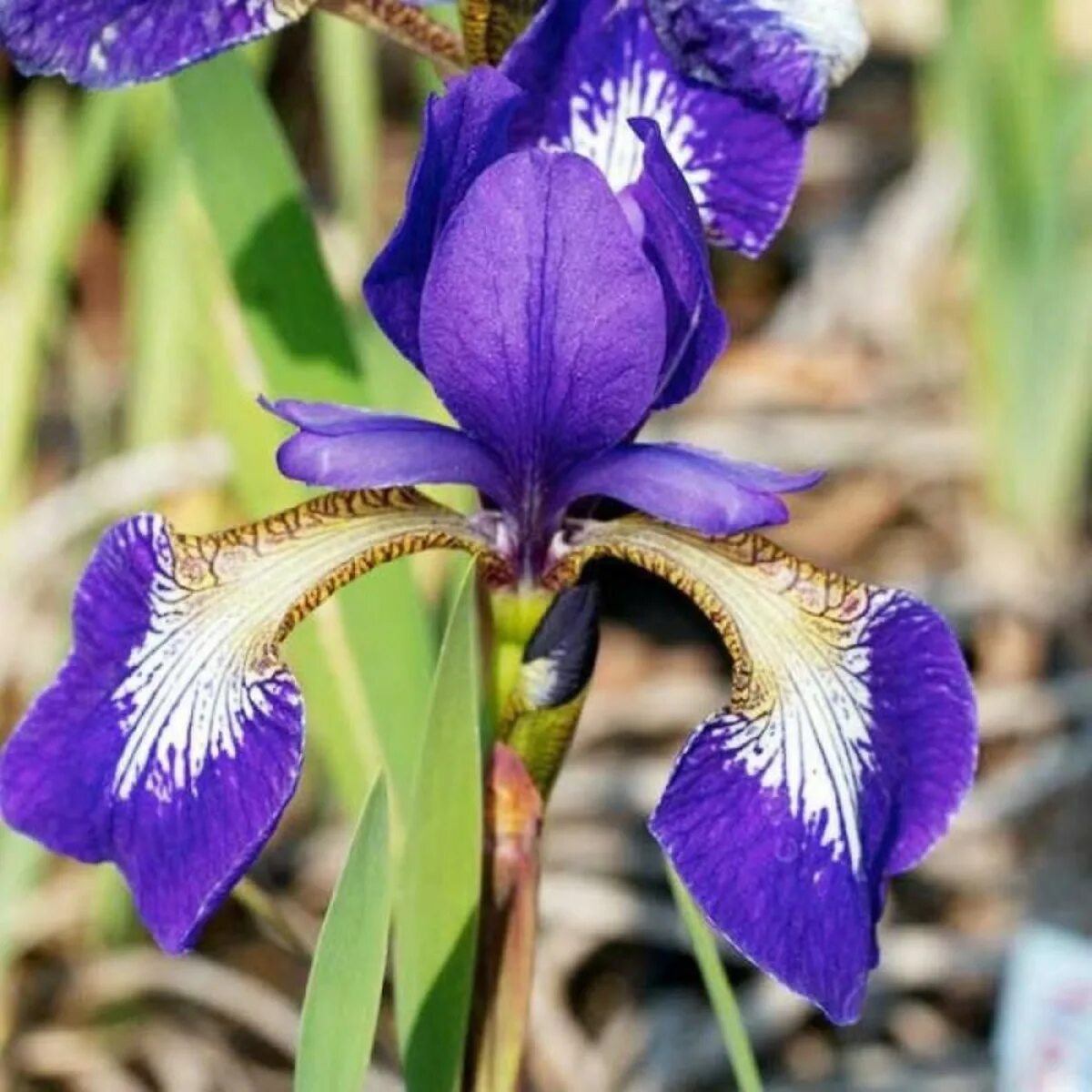 Ирис декабристов. Карликовый ирис в дикой природе. Крымские ирисы. Ирис сибирский (семейство ирисовые). Ирис виргинский.
