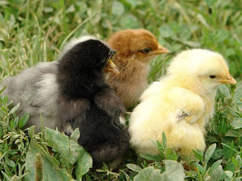 Цыплята яичных пород куплю. Сельскохозяйственные птицы. Цыплята. Молодняк птицы. Цыплята домашние.