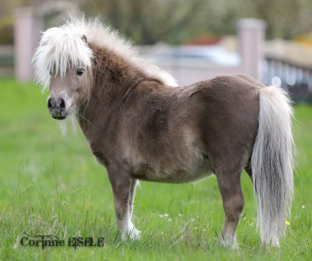 Mini pony. Шетлендский пони. Порода лошадей Шетландский пони. Мини Шетти порода лошадей. Мини шетлендский пони.