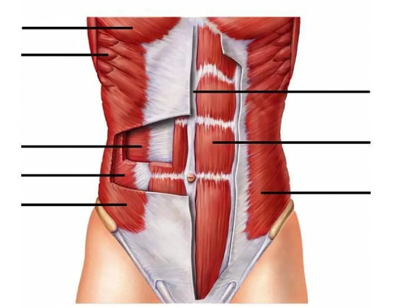 Передняя прямая мышца живота. Пирамидальная мышца живота анатомия. Мышцы брюшной полости человека. Брюшной пресс мышцы. Косые мышцы живота анатомия.