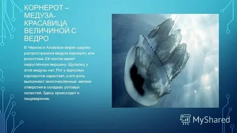 Медуза корнерот развитие с метаморфозом