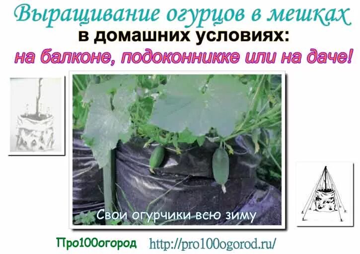 Выращивание огурцов в мешках в теплице. Посадка огурцов в мешки. выращиваем огурцы в мешках. посадка огурцов в мешках с землей. сажаем огурцы в мешках.