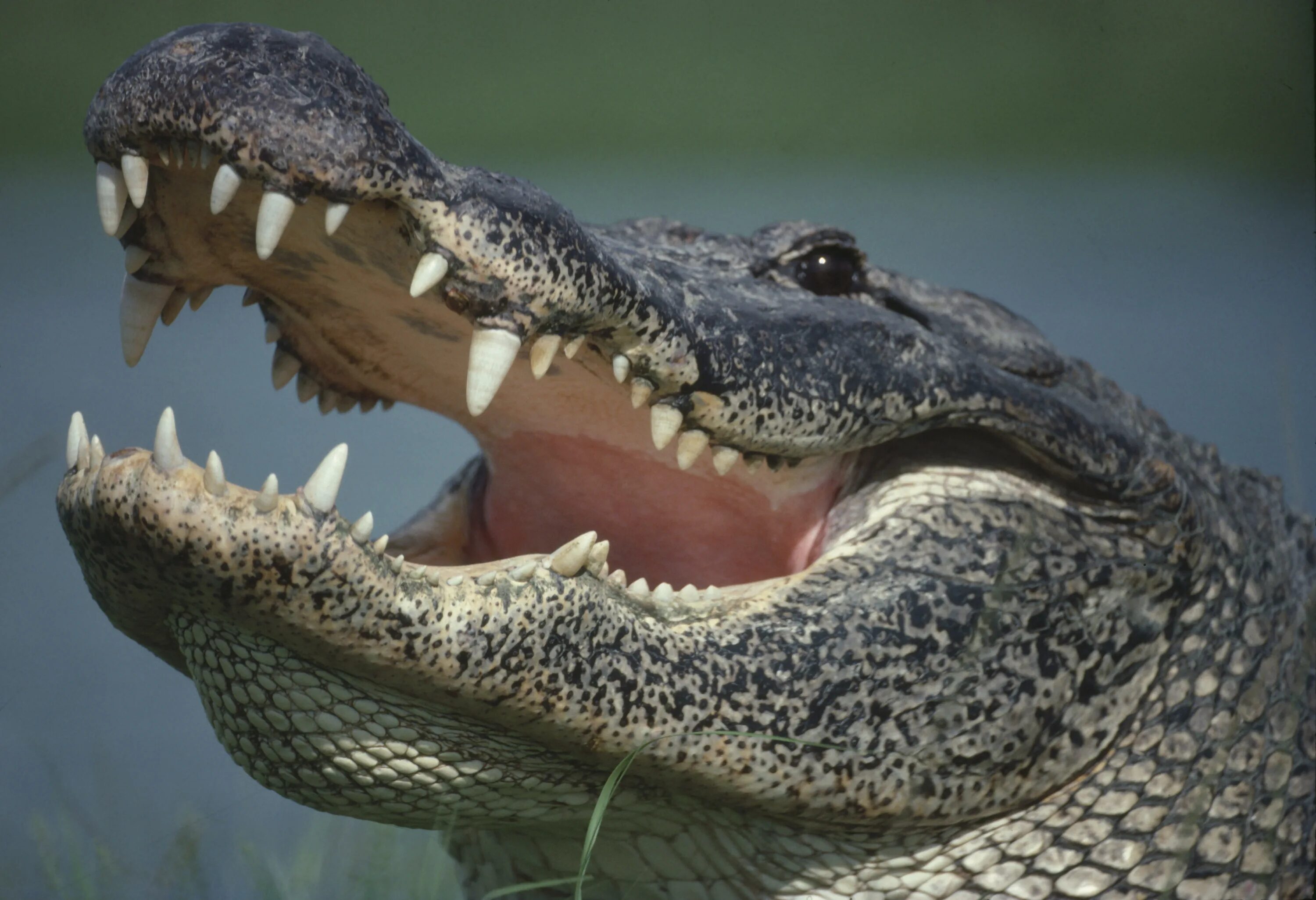 Крокодилы открывают рот. Американский Аллигатор Алиша. Крокодил с открытой пастью. Крокодил с открытым ртом. Пасть крокодила.