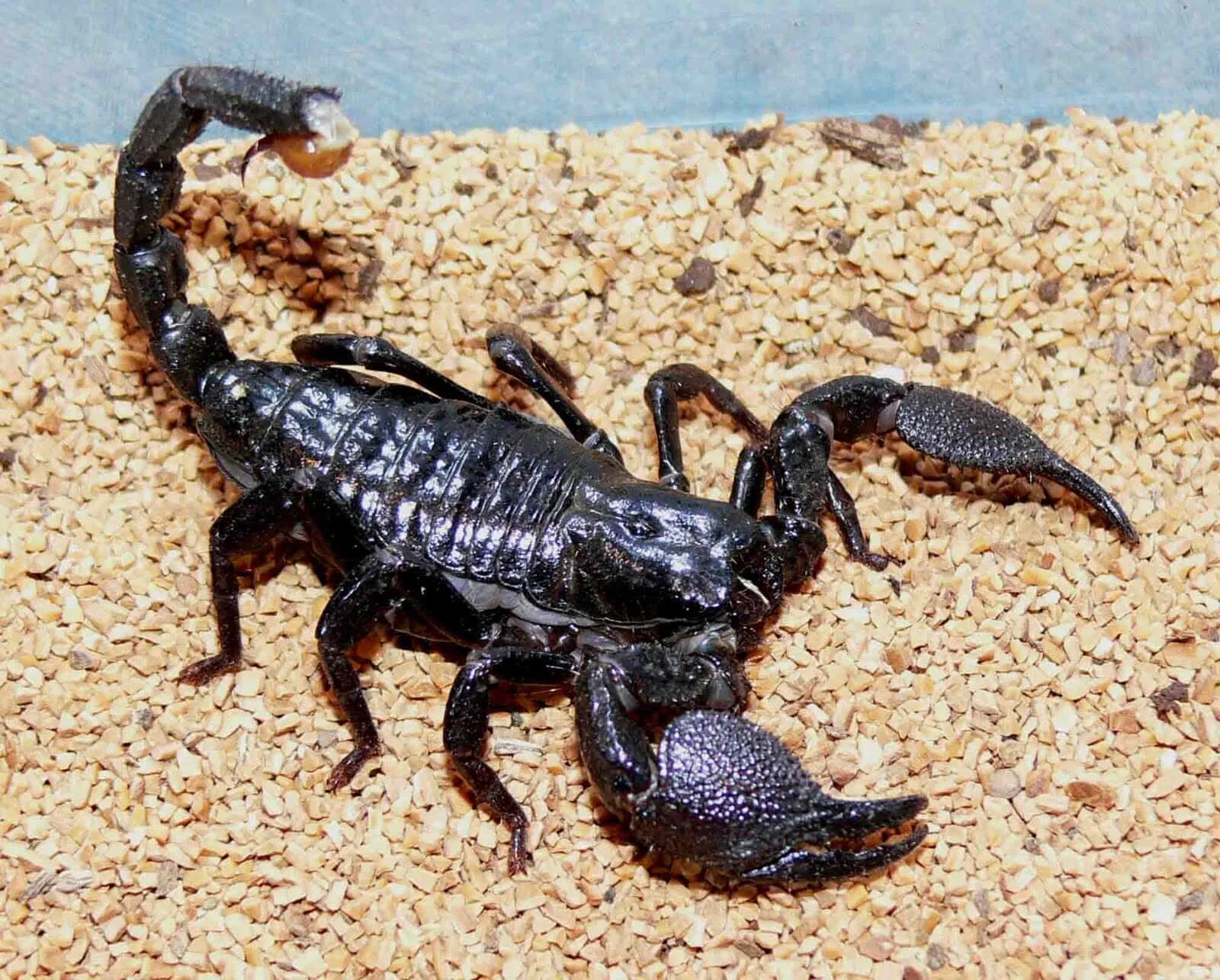 Animals scorpions. Королевский Императорский Скорпион. Скорпионы паукообразные. Гвинейский Императорский Скорпион. Скорпион черный Императорский.