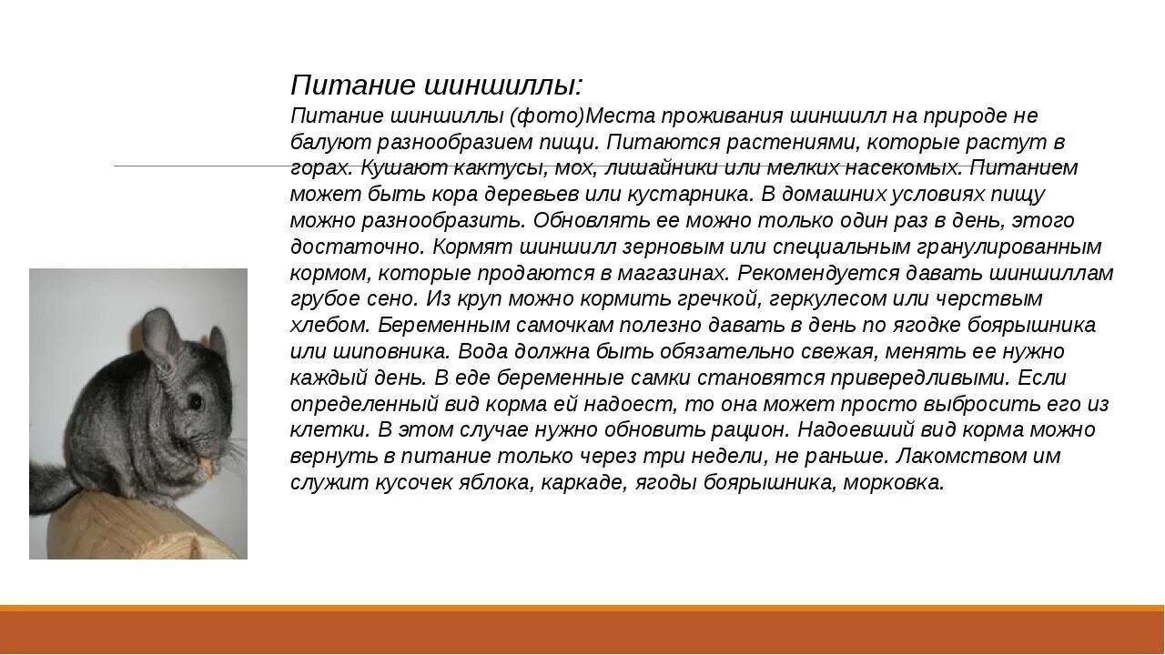 Рацион шиншиллы. Еда для шиншилл домашних. Рацион питания шиншиллы. Рацион шиншилл. Рацион шиншилл.
