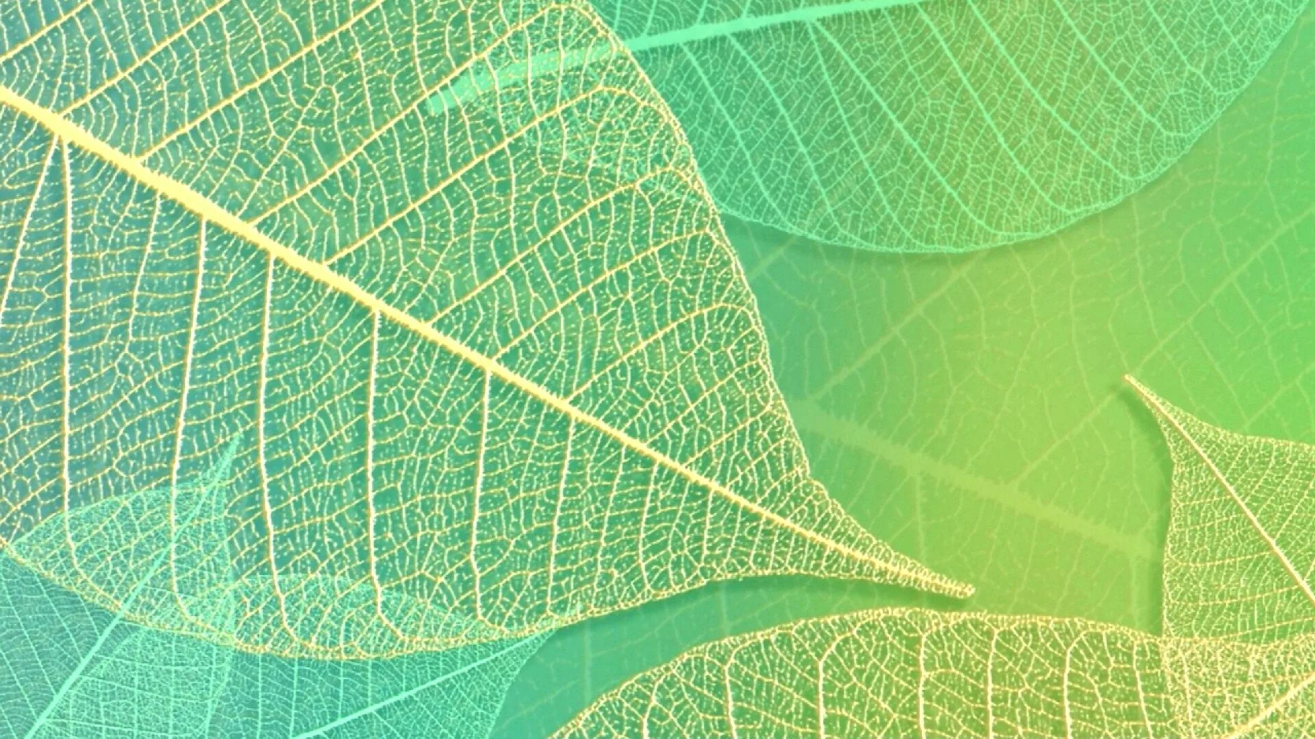 Leaf pattern узор. Паттерн листья. Листья чая паттерн. Заставка New Leaf. Green leaf отзывы