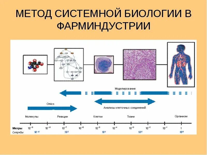 Системный метод в биологии. Системный метод (подход) в биологии. Метод моделирования в медицине. Методы системной биологии.