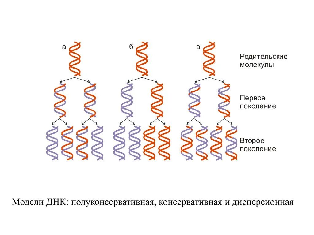 Метод меченых атомов репликация днк. Дисперсионный механизм репликации днк. полуконсервативная репликация днк. репликация днк консервативная полуконсервативная. полуконсервативный консервативный и дисперсионный механизм днк.