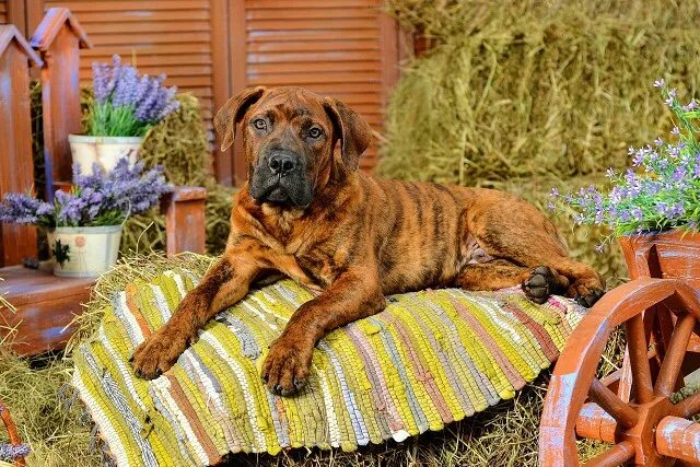 Войс вельд питомник бурбулей. Питомник войс вельд южноафриканский бурбуль. Бурбуль войс вельд. Бурбуль войс вельд. Войс вельд.