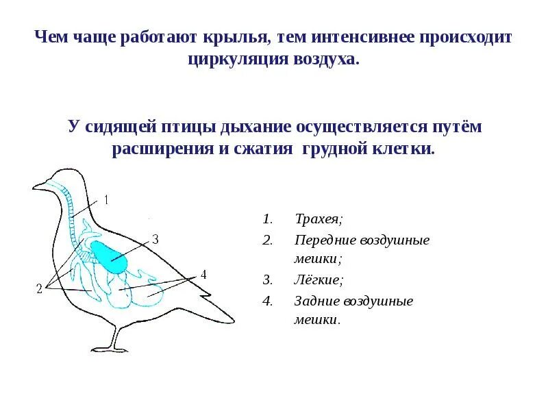 Строение птицы 7 класс биология. Внешнее и внутреннее строение птиц. Класс птицы 7 класс биология строение. Внутреннее строение птиц нервная система. Тест по биологии 7 класс строение птиц