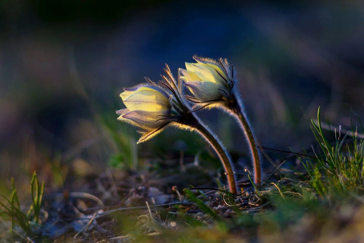 верба и подснежники. пробуждение природы весной. пробуждение весны. желтый крокус полевой. весеннее пробуждение природы.
