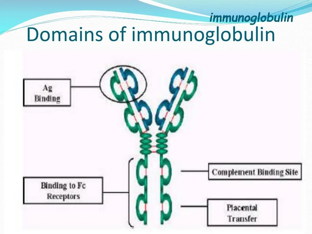 Иммуноглобулин. Иммуноглобулины e. Immunoglobulin IGW. Standard Immunoglobulin. Иммуноглобулин 12