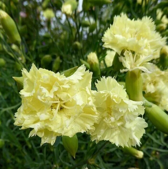 Желтая гвоздика фото Dianthus, Hello Yellow Campbell's Nursery