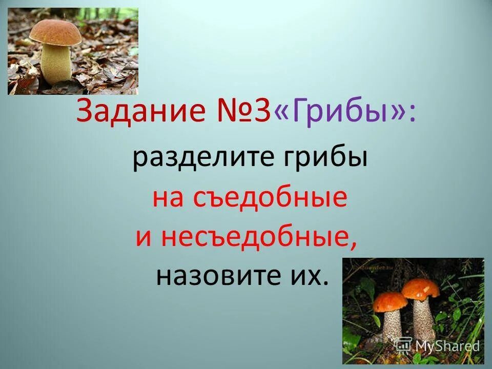 Какое название позволило разделить грибы. Деление грибов на съедобные и несъедобные. Раздели грибы на съедобные и несъедобные. Грибы подразделяют на.