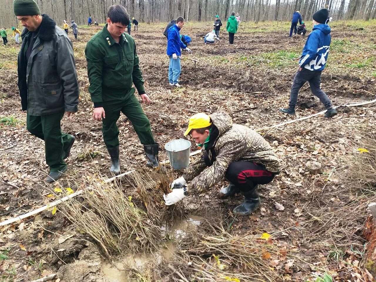 Высадили участника сво. Высаживание деревьев акции. Лесные культуры дуба черешчатого в Краснодарском крае. Акция дерево Краснодарский край Армавир. Сколько людей участвует в высадке деревьев.