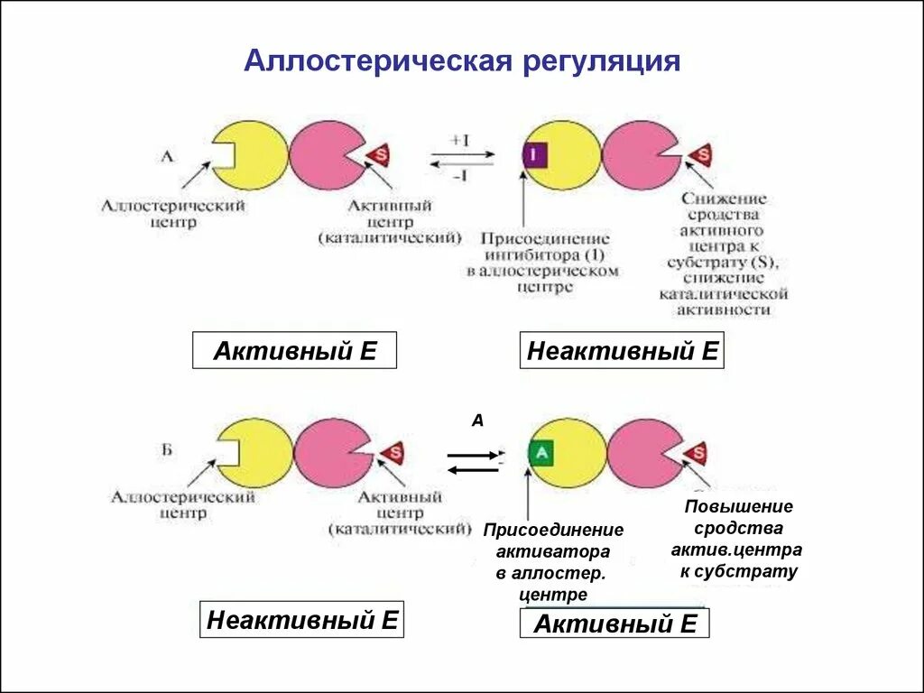 Регуляция активности ферментов схемы. Механизмы регуляции активности ферментов. Регуляция ферментативной активности биохимия. Схема активный и аллостерический центры ферментов.