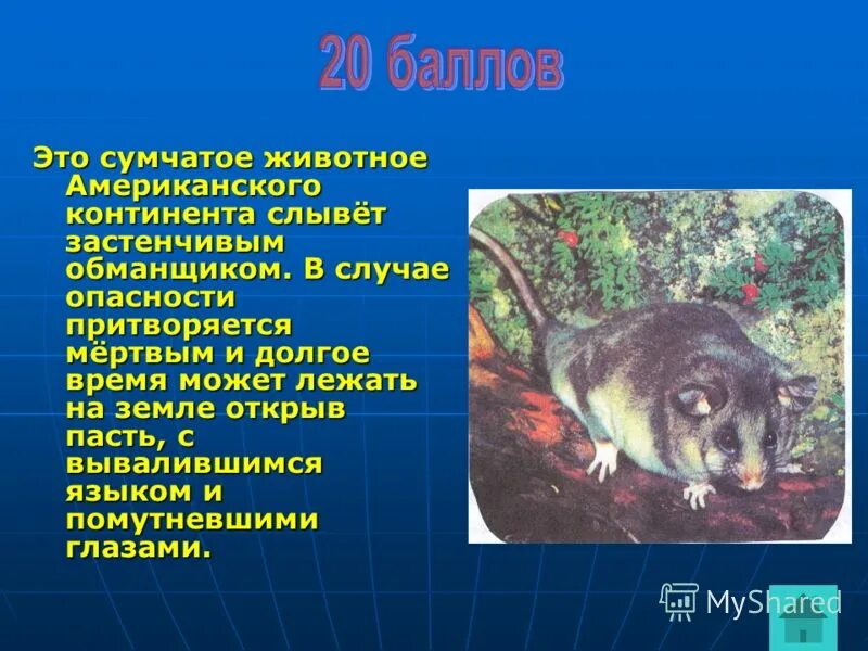 Сумчатые список. Сумчатые животные список. отряд сумчатые представители. сумчатые животные австралии список. сумчатые австралии список.
