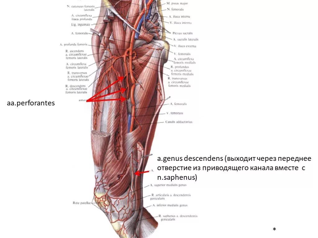 Артерия genus descendens. Артерия перфорантес. Артерия perforantes верхней конечности. Perforantes анатомия.