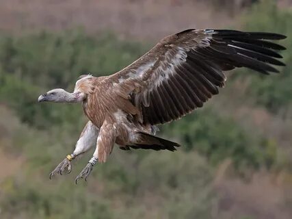 Vultures