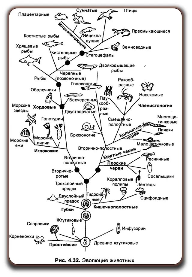 Эволюционное происхождение животных. Схема эволюционного развития животных. эволюция беспозвоночных схема. эволюционное древо развития животных. филогенетическое древо беспозвоночных животных.