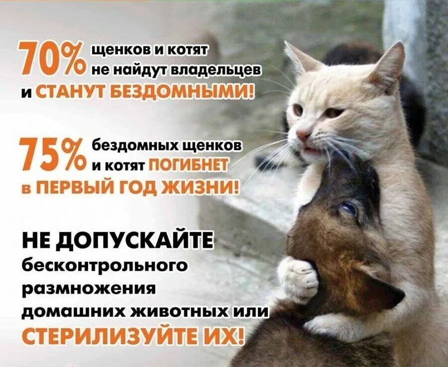 9 жизней помощь бездомным тула