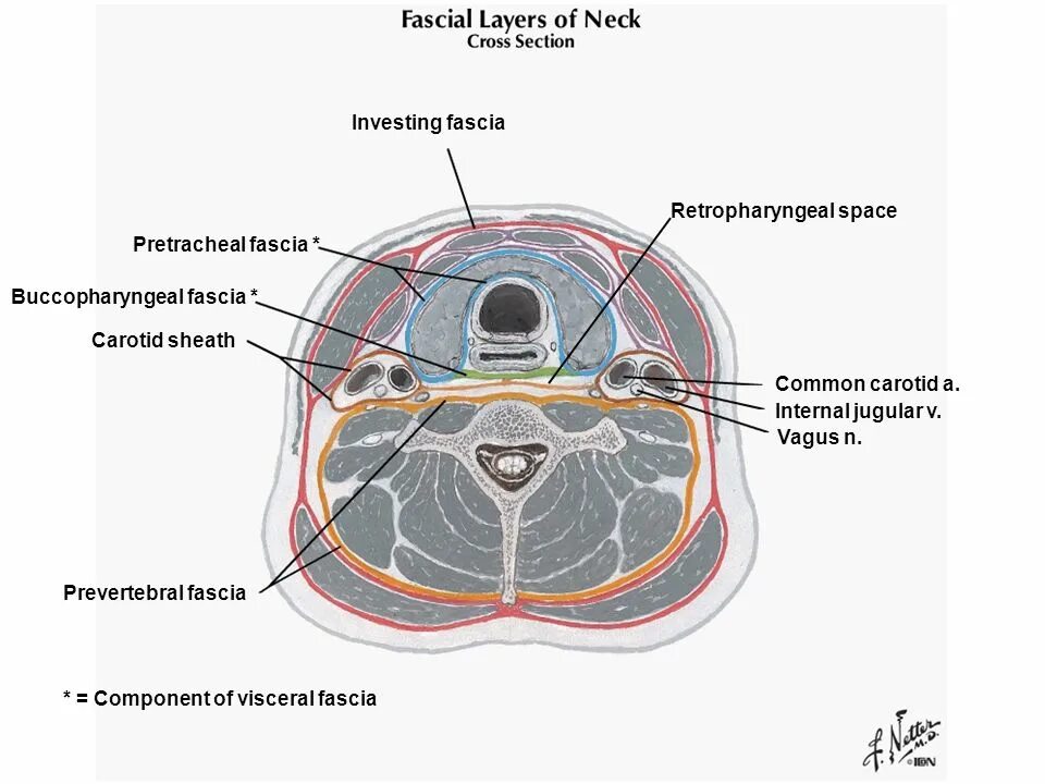 Retropharyngeal Space. Neck fascia. Фасция фарингобазилярис. Cellular space