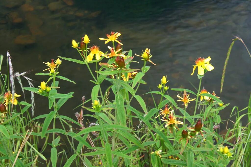 Зверобой Байкальский. Зверобой Геблера Солнечный нимб. Hypericum ascyron. Hypericum gebleri. Зверобой большой