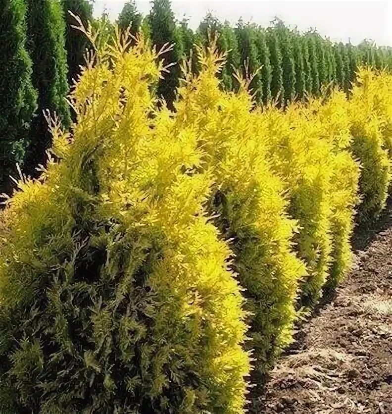 Thuja orientalis 'Golden Biota' Potted trees, Planting flowers, Trees to plant