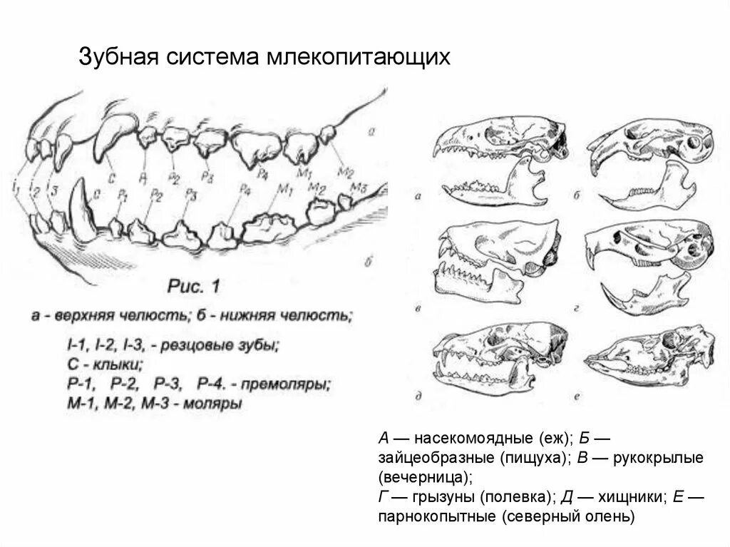 Зубная система млекопитающих анатомия. Зубная система хищных млекопитающих. Зубная система насекомоядных млекопитающих. Строение зубов млекопитающих зубная система.