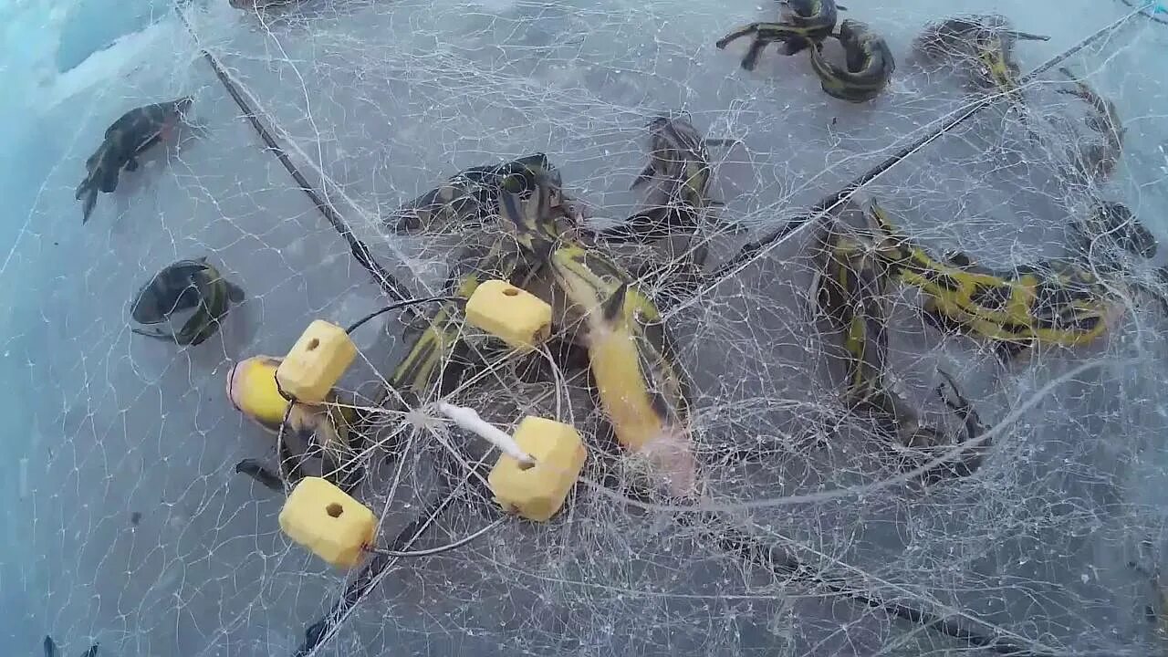 Хапуга для рыбалки видео. Хапуга паук для рыбалки. Хапуга паук рыболовная снасть. Оснастка хапуги для рыбалки. Хапуга паук рыболовная снасть.