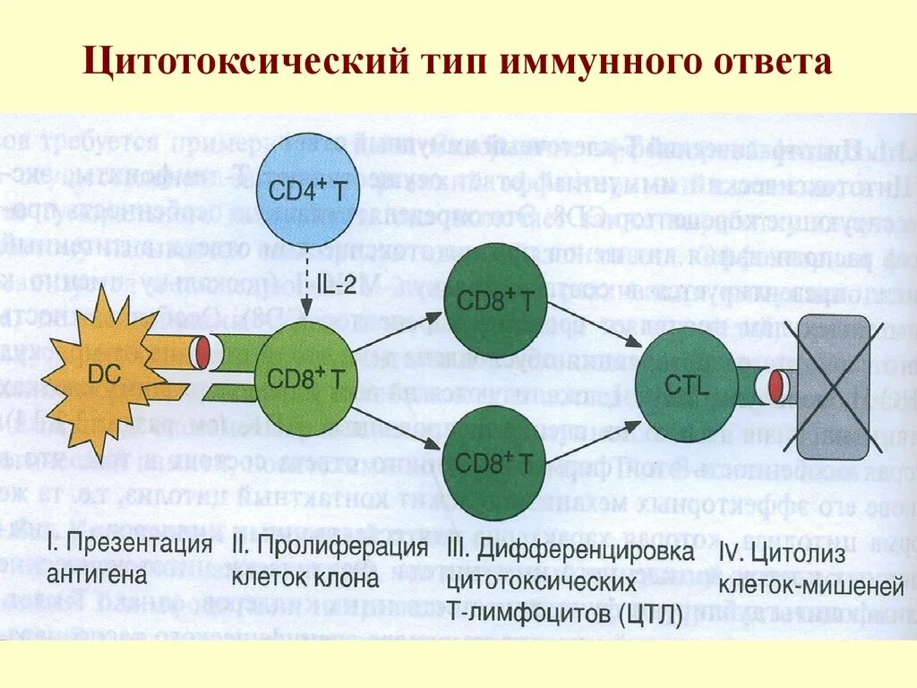 В реакциях иммунного ответа участвуют. Клеточный цитотоксический механизм иммунного ответа. Схема клеточного воспалительного иммунного ответа. Клеточный цитотоксический иммунный ответ схема. Адаптивный иммунный ответ схема.