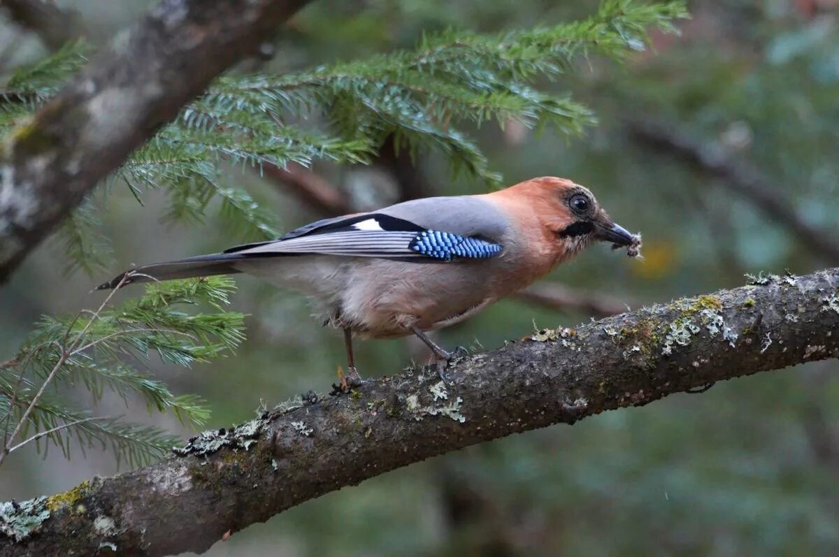 Сойка garrulus glandarius. Птица Сойка Крымская. Сойка Сибирская. Сойка обыкновенная. Природа сойка