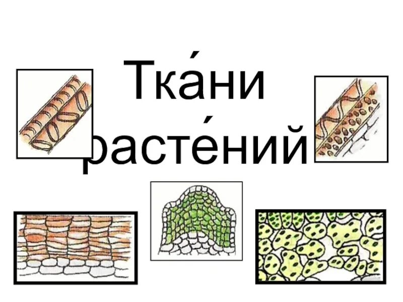 Тест ткани 6 класс биология. Ткани растений 6 класс. Тема ткани по биологии 6 класс. Ткани растений 6 класс биология. Тесты по теме ткани растений.