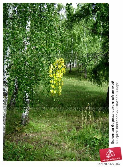Березовая роща. Береза зеленая. Густая листва деревьев. Березово зеленый. Берёза ойковская.